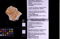 Foto (Objekt + Etiketten) von Gastrosacus eminens (Blaschke, 1911) (NHMW-GEO-1990-0041-0487)